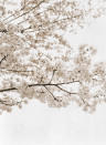 Coordonne Mural Blossom Almond Tree Grey