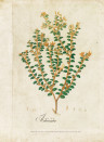 Coordonne Wandbild Botanical Drawing - 6500503