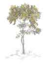 Isidore Leroy Mural Arbustes Gris - Mimosa