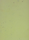 Terrastone Rustique floor - 15kg - 89 - Spring Green - 15 kg