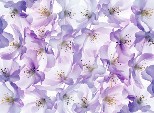 Wandbild Blossom Velvet