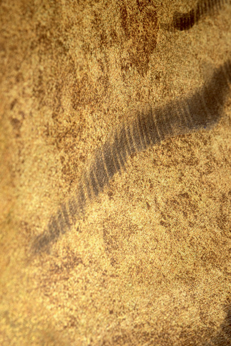 Élitis Mural Tigre Royal