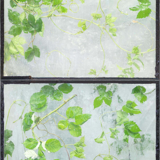 NLXL Tapete Greenhouse - ERG-01