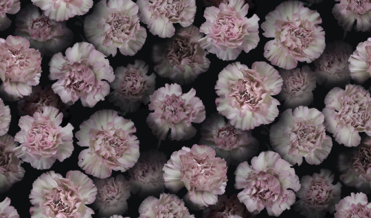 Boråstapeter Studio Mural Coronation Marie