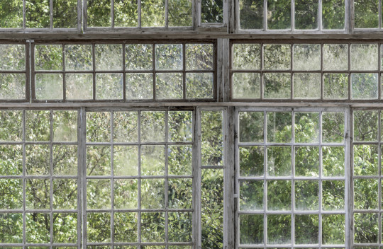 Boråstapeter Studio Mural Greenhouse - 9424W