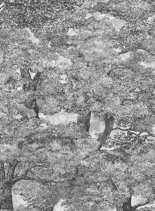 Boråstapeter Studio Papier peint panoramique Samburu Tree - 9573W