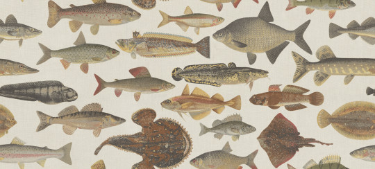 Sandberg Wandbild Scandinavian Fishes - Beige