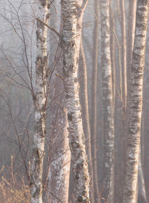 Boråstapeter Studio Mural Marie Mattsson Björkdimma - 9777W