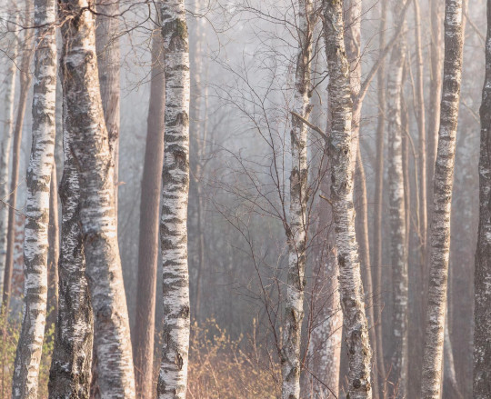 Boråstapeter Studio Mural Marie Mattsson Björkdimma - 9777W