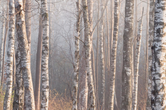 Boråstapeter Studio Mural Marie Mattsson Björkdimma - 9777W