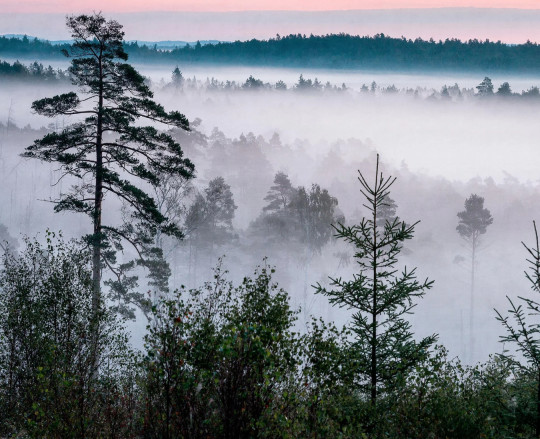 Boråstapeter Studio Wandbild Marie Mattsson Blå Timmen - 9778W
