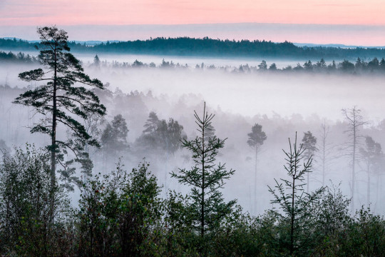 Boråstapeter Studio Wandbild Marie Mattsson Blå Timmen - 9778W