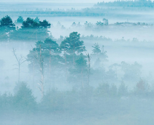 Boråstapeter Studio Wandbild Marie Mattsson Dimhav - 9779W