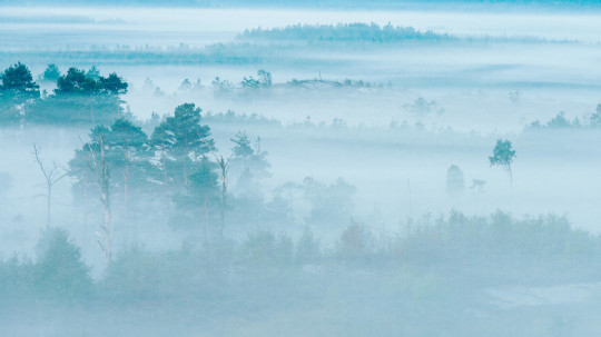 Boråstapeter Studio Wandbild Marie Mattsson Dimhav - 9779W