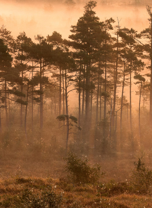Boråstapeter Studio Carta da parati panoramica Marie Mattsson Dimslöjor - 9774W