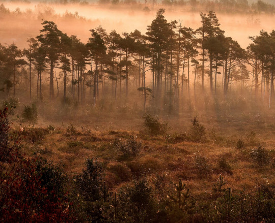 Boråstapeter Studio Carta da parati panoramica Marie Mattsson Dimslöjor - 9774W