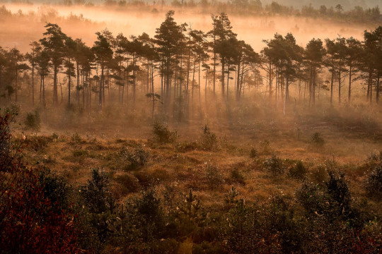Boråstapeter Studio Carta da parati panoramica Marie Mattsson Dimslöjor - 9774W