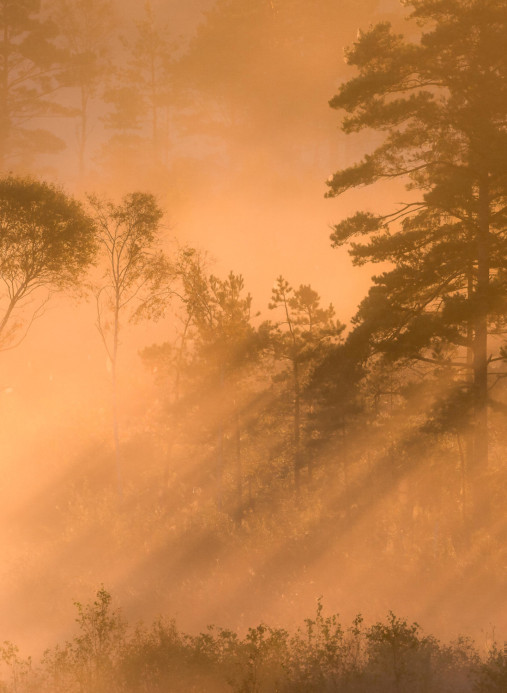 Boråstapeter Studio Mural Marie Mattsson Dimsol - 9775W