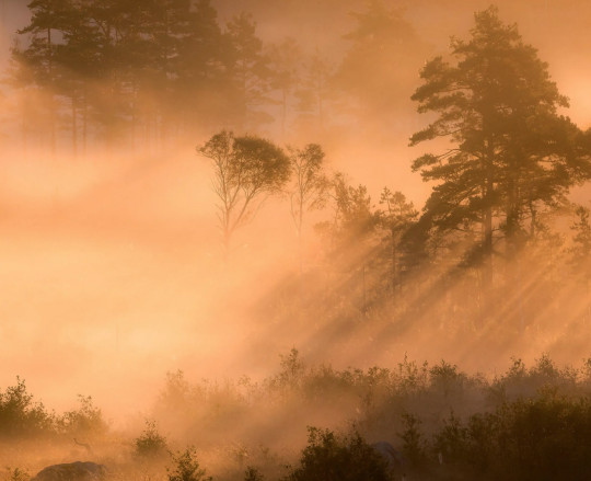 Boråstapeter Studio Mural Marie Mattsson Dimsol - 9775W