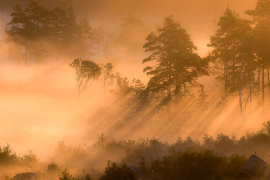 Boråstapeter Studio Mural Marie Mattsson Dimsol - 9775W