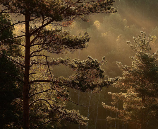 Boråstapeter Studio Mural Marie Mattsson Getryggen