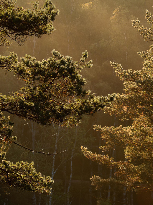 Boråstapeter Studio Mural Marie Mattsson Getryggen