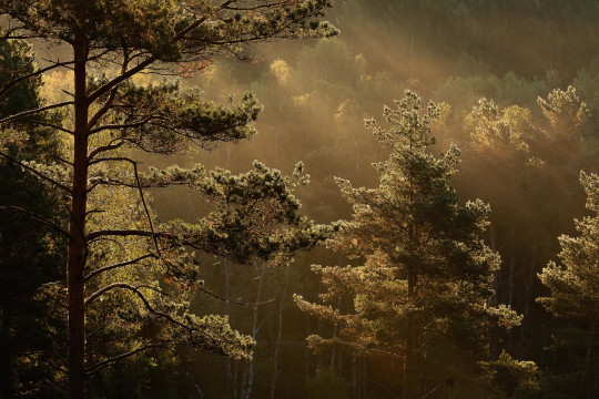 Boråstapeter Studio Mural Marie Mattsson Getryggen