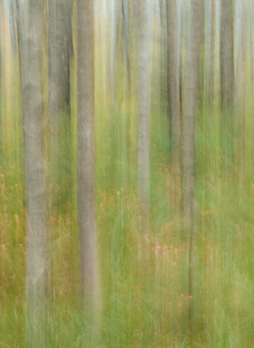 Boråstapeter Studio Carta da parati panoramica Marie Mattsson Oktoberbjörkar - 9771W