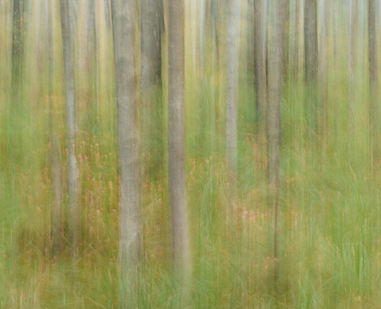 Boråstapeter Studio Wandbild Marie Mattsson Oktoberbjörkar - 9771W