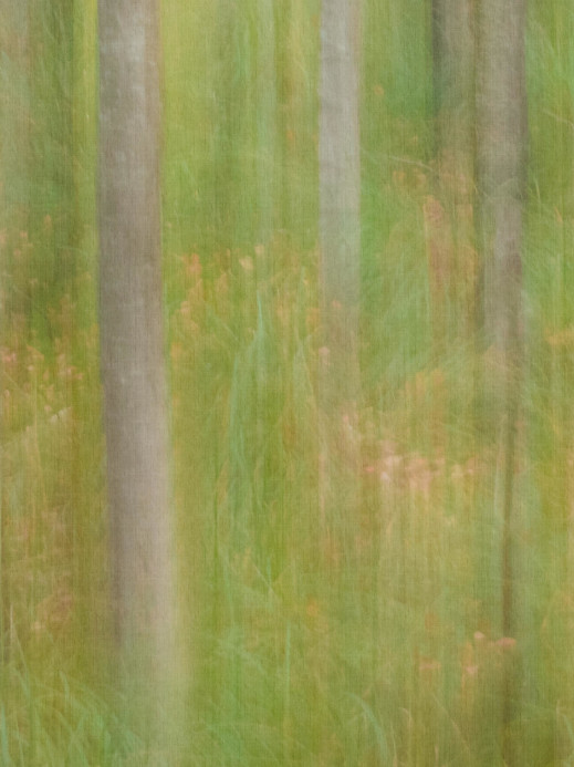 Boråstapeter Studio Wandbild Marie Mattsson Oktoberbjörkar - 9771W