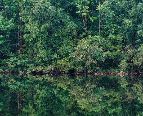 Boråstapeter Studio Carta da parati panoramica Marie Mattsson Sommarreflektion - 9772W