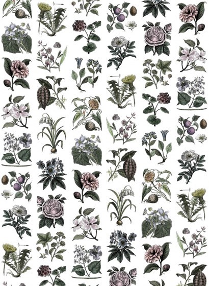 Wandbild Fruit & Flora von Rebel Walls - Color