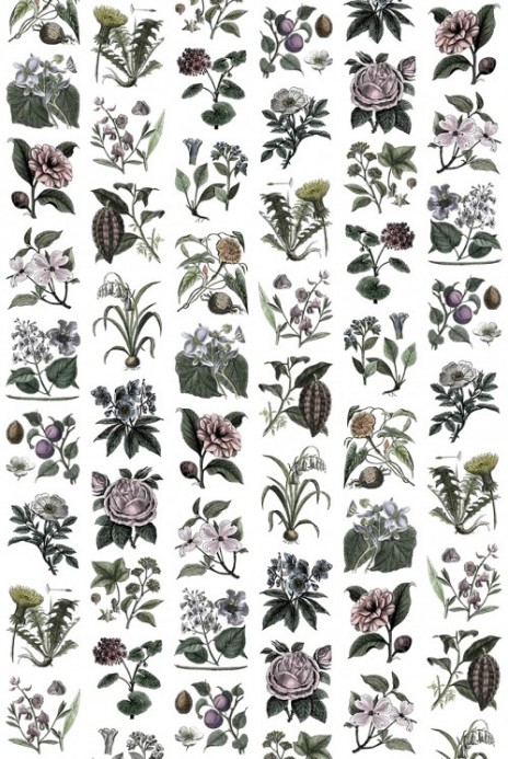 Wandbild Fruit & Flora von Rebel Walls - Color