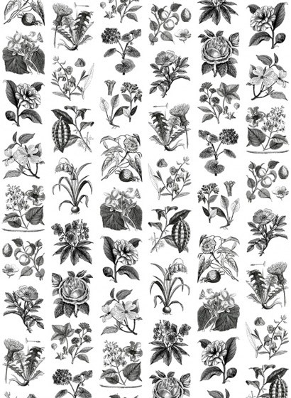 Wandbild Fruit & Flora von Rebel Walls - Black & White