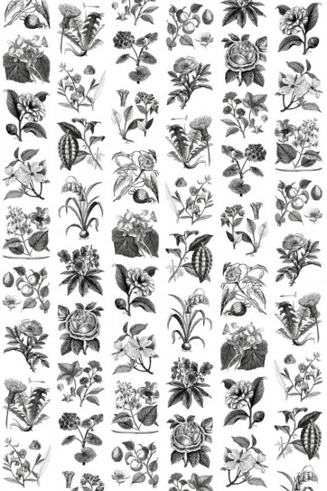 Rebel Walls Papier peint panoramique Fruit & Flora - Black/ White