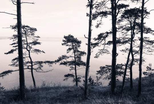 Rebel Walls Papier peint panoramique Old Pine Trees
