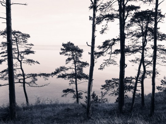 Wandbild Old Pine Trees von Rebel Walls