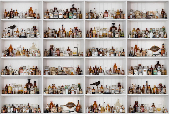 Wandbild Cabinet of Curios von Rebel Walls - Original