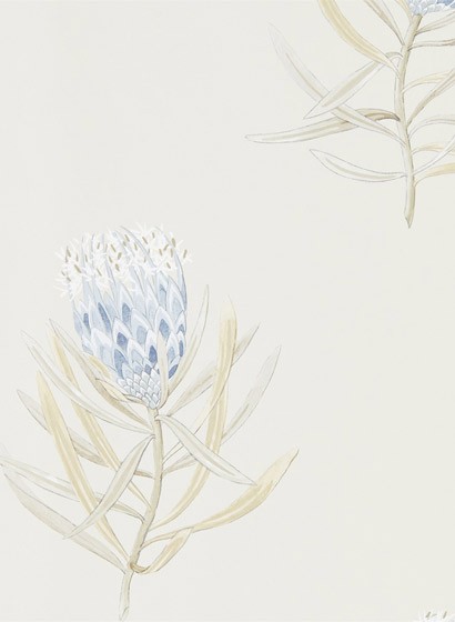 Tapete Protea Flower von Sanderson - China Blue/ Canvas