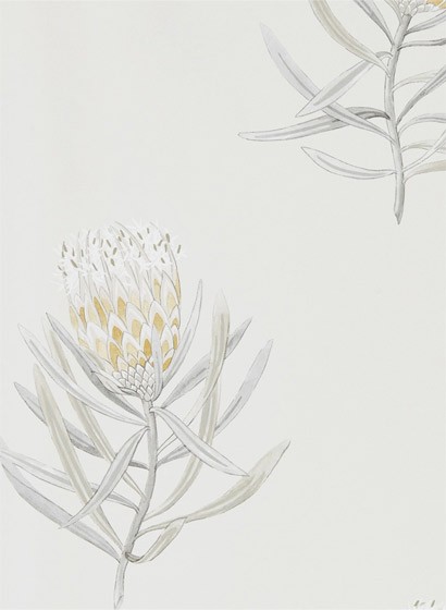 Tapete Protea Flower von Sanderson - Daffodil/ Natural