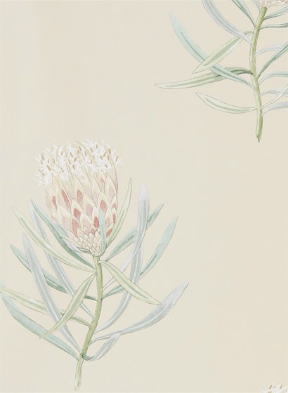 Sanderson Wallpaper Protea Flower Russet/ Green