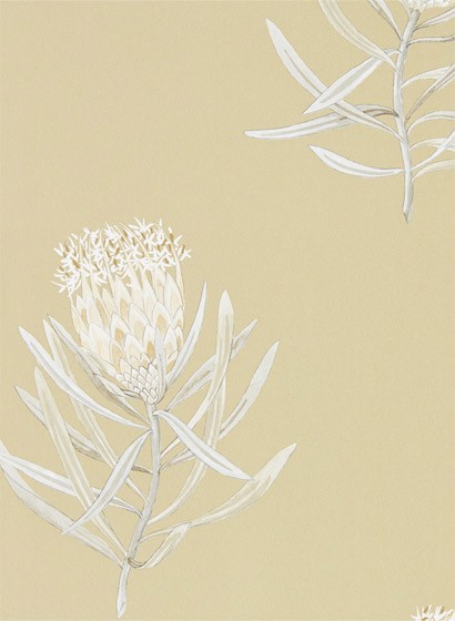 Sanderson Wallpaper Protea Flower Sepia/ Champagne