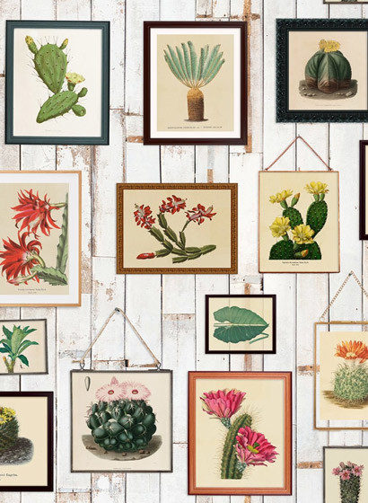 Tapete Cactus Wall Art von Rebel Walls - Original