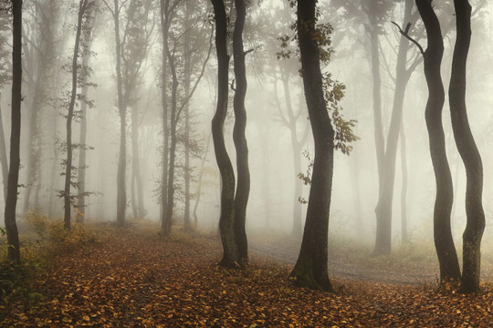 Rebel Walls Papier peint panoramique Timberland