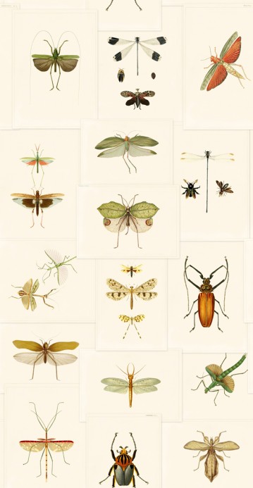 Mindthegap Papier peint Entomology - WP20233