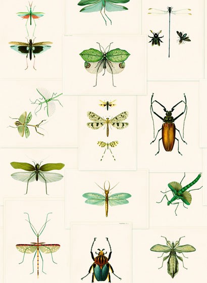 Insektentapete Entomology von MIND THE GAP - WP20234