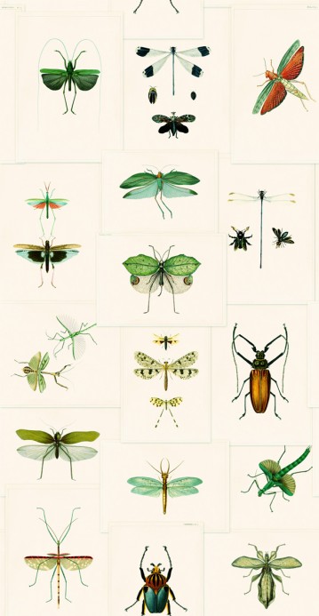 MINDTHEGAP Wallpaper Entomology WP20234