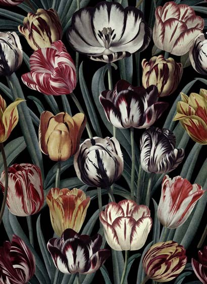 Blumentapete Tulipa von MINDTHEGAP - WP20177