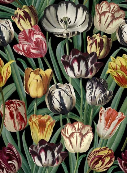Blumentapete Tulipa von MINDTHEGAP - WP20178