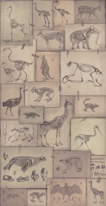 MINDTHEGAP Wallpaper Zooarchaeology WP20236